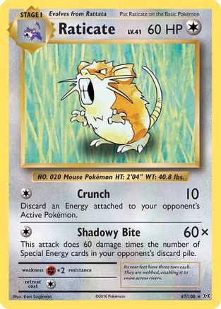 Raticate (067/108) [XY  Evolutions] Normal - Rare